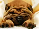 swwetdog
