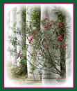 Seek Peace