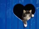 Cute Cat