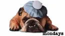 monday dog