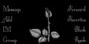 black rose