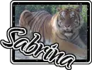 Sabrina Tiger