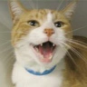 Cute cat