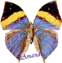 Amanda butterfly