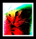 Day Dreaming Cat