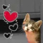 kitten