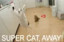 SUPER CAT!