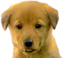 cute puppy