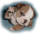 cute puppy