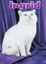 Cat-Ingrid