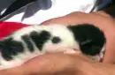 spot