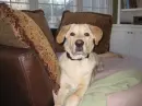 Dogs