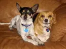 Dogs