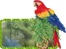 bird
