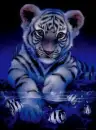 blue tiger