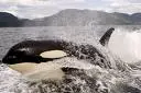 Kila Whales