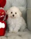 Cutie Poodlie