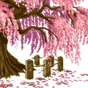 sakura tree