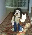 peace out dog!