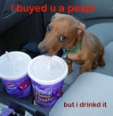 Pepsi Pup