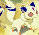Niki's pet Cookie