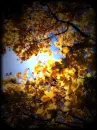 {{Black Border}} Autumn Leaves