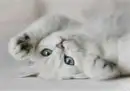 aww