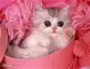 cutee