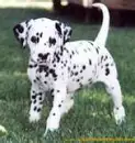 dalmatian