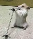 Hamster sing [Hamster Dance]