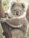 my fav animal