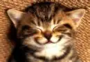 smiling kitty