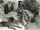 Ruth Chatterton, Actress, Vintage, Dogs