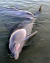 two Dolphins 