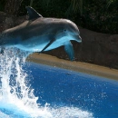 dolphin jump