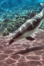 under the sea dolphins