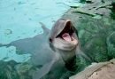smile dolphin 