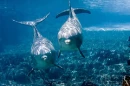familiy dolphins 