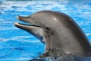 dolphin cute 