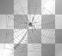 spider web