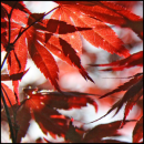 Autumn Red Leaves