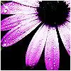 Flower Sparkle