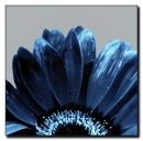 blue flower