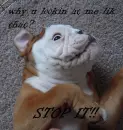 funny baby bulldog
