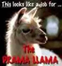 THE DRAMA LLAMA!!!