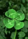 clover