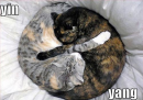 lol cat