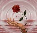 bleeding rose