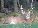 deer