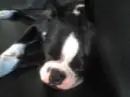 Perrty dog